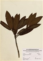 藏品(臺灣杜鵑)的圖片